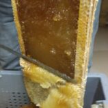 récolte de la cire d'opercule d'un rayon de cire