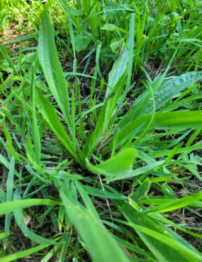 20240827_133726 plantain